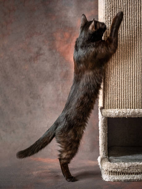 istockphoto-2234007331-612x612